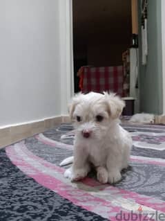 45 days German griffon for sale (available Male and female)