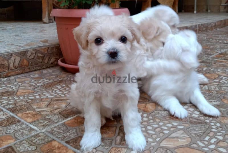 45 days German griffon for sale (available Male and female) 2