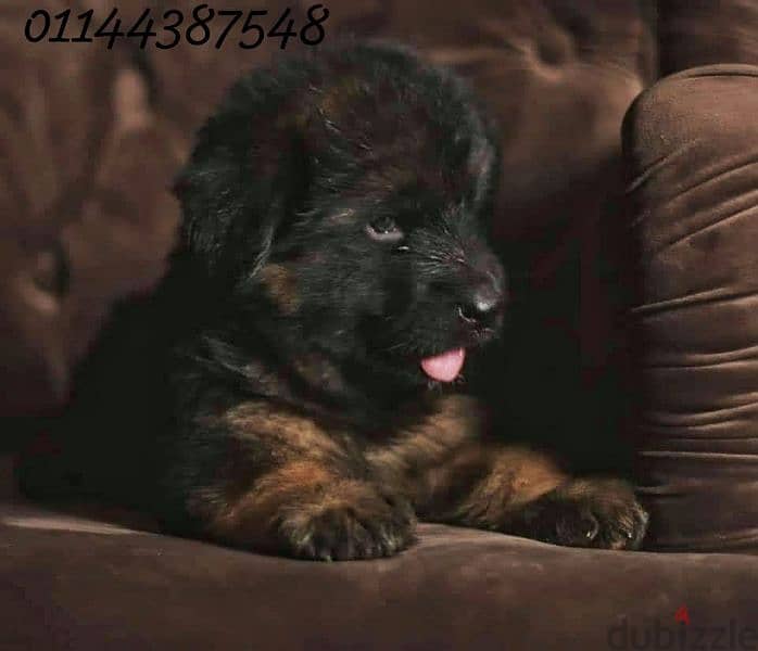 puppies German shepherd male and female جراوى جيرمن شيبرد دكر انثى 3