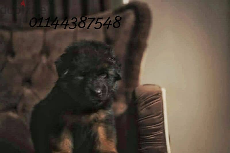 puppies German shepherd male and female جراوى جيرمن شيبرد دكر انثى 4