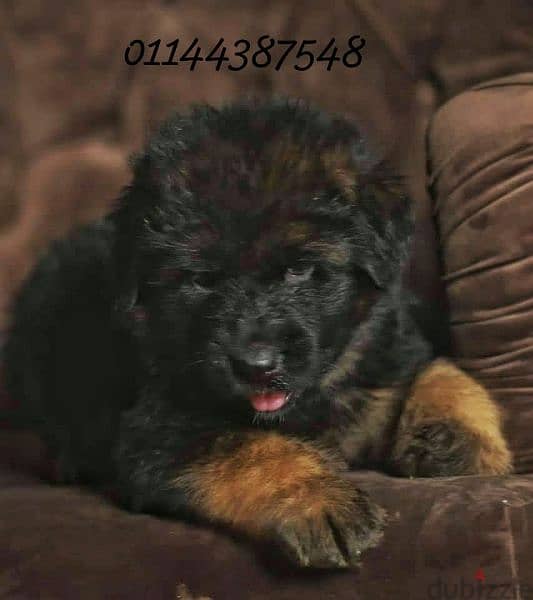 puppies German shepherd male and female جراوى جيرمن شيبرد دكر انثى 5