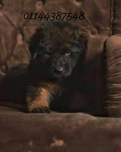 puppies German shepherd male and female جراوى جيرمن شيبرد دكر انثى 6