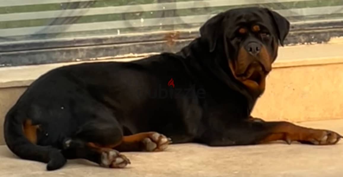 Rott smart dog 1