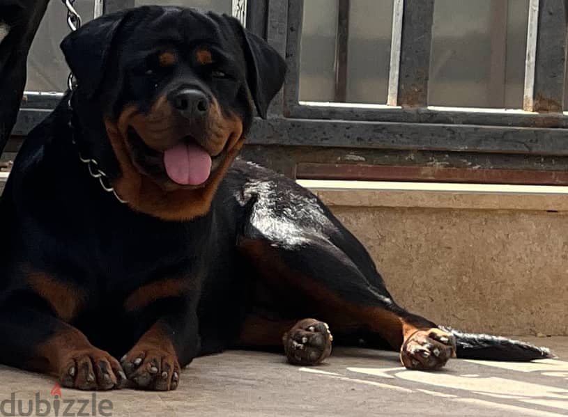 Rott smart dog 5