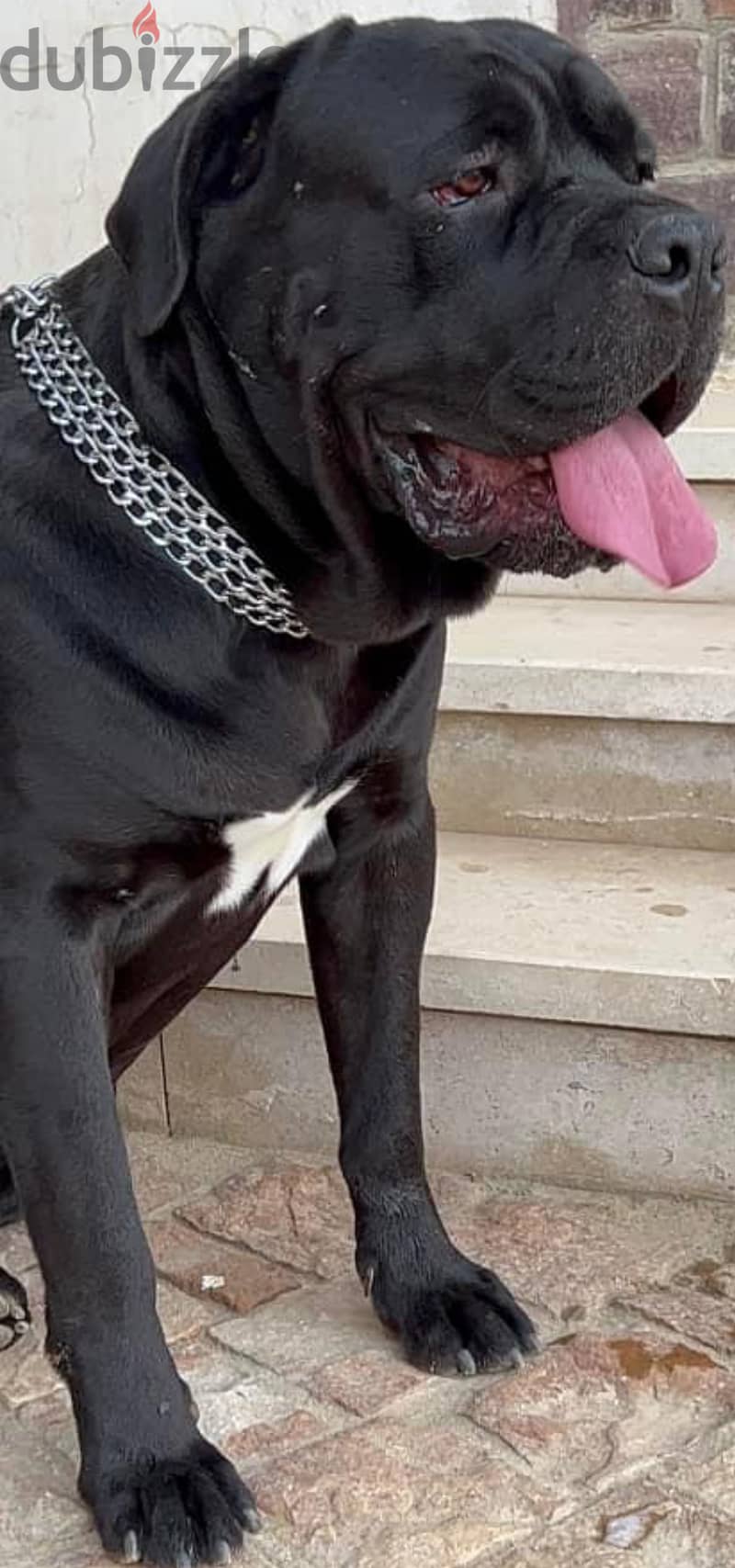 Cane corso male 1