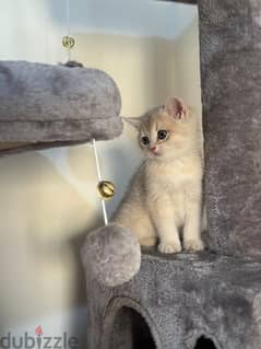 BRITISH SHORTHAIR BLUE GOLDEN AY12