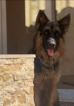 german shepherd for adoption