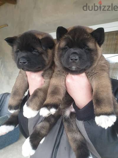 Get American Akita puppy with discount!