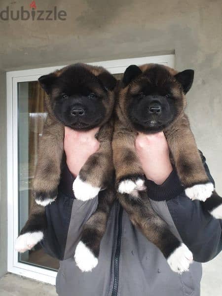 Get American Akita puppy with discount! 1