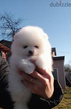 Discount on high quality Pomeranian puppies 0