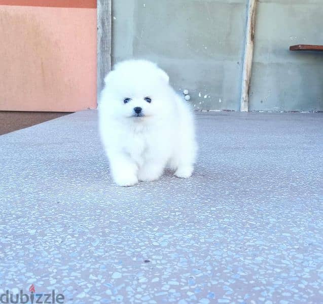 Discount on high quality Pomeranian puppies 1