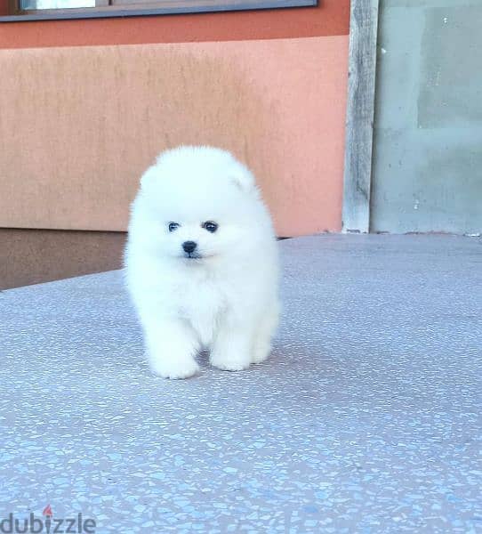 Discount on high quality Pomeranian puppies 2