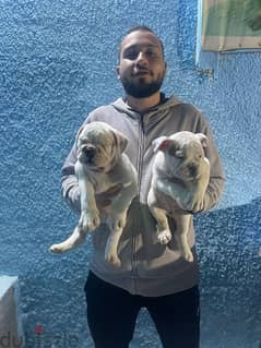 English bulldog 6 months now 0