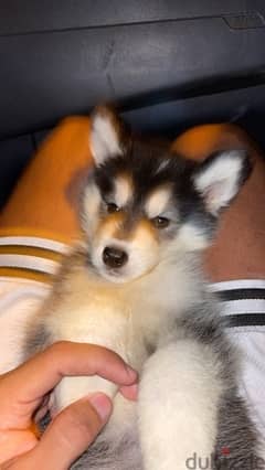 husky puppy 0