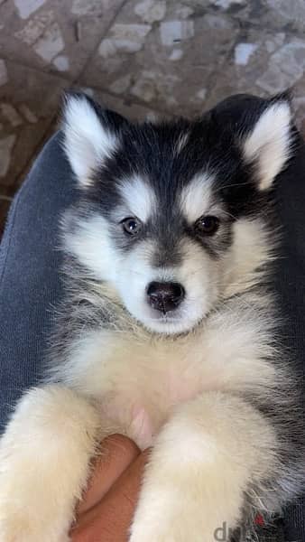 husky puppy 1