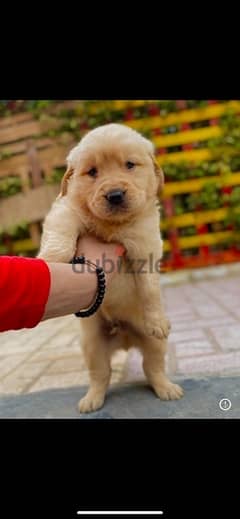 golden retriver puppies جراوي جولدن