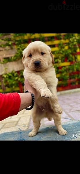 golden retriver puppies جراوي جولدن 1