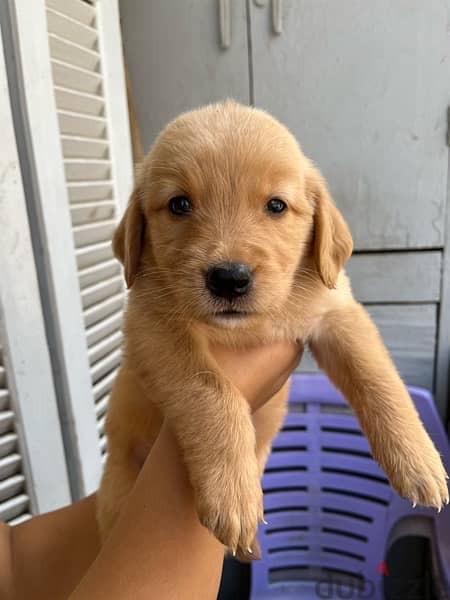 Golden retriever pure 1