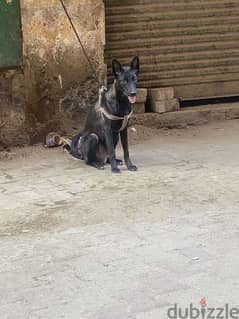 جرو مالينو درك دريف عالي ابن ابطال مصر