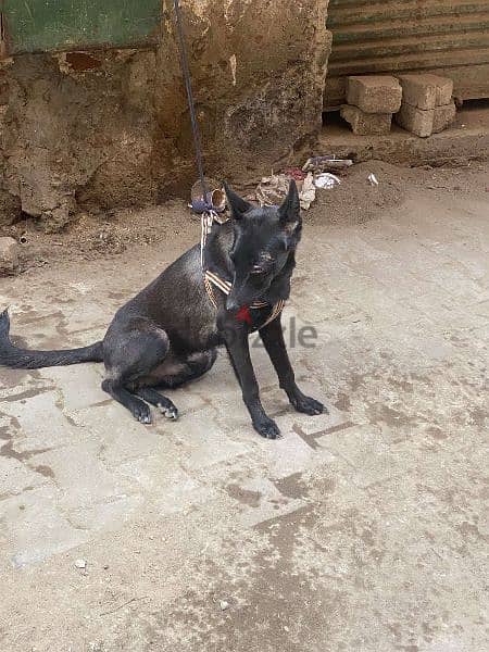 جرو مالينو درك دريف عالي ابن ابطال مصر 1