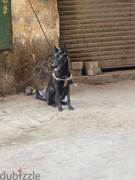 جرو مالينو درك دريف عالي ابن ابطال مصر 5