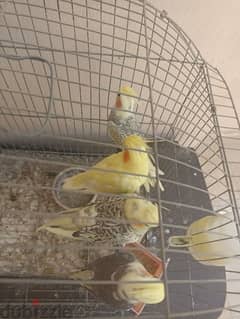 4 cocktail parrots with cage w they have laid eggs