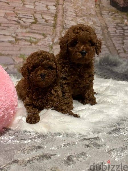 Get Poodle puppy with Discount 0