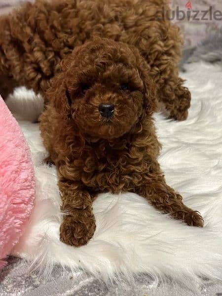 Get Poodle puppy with Discount 1