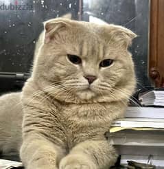 lost cats Scottish Fold