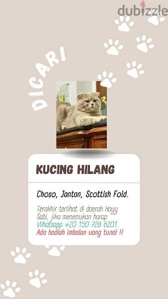 lost cats Scottish Fold 1