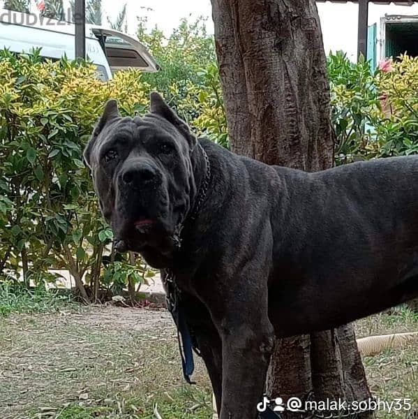 ذكر  كين كورسو متاح للزواج فقط Cane Corso 0