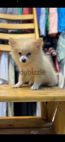 Pomeranian 0