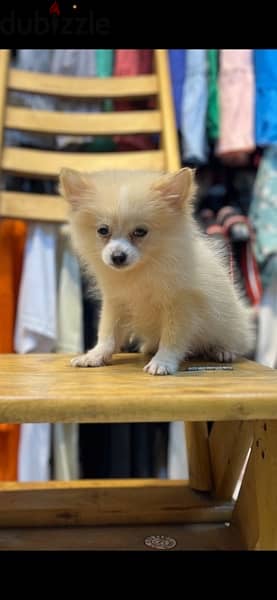 Pomeranian 1