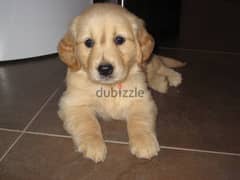 Golden Retriever For Sale - female