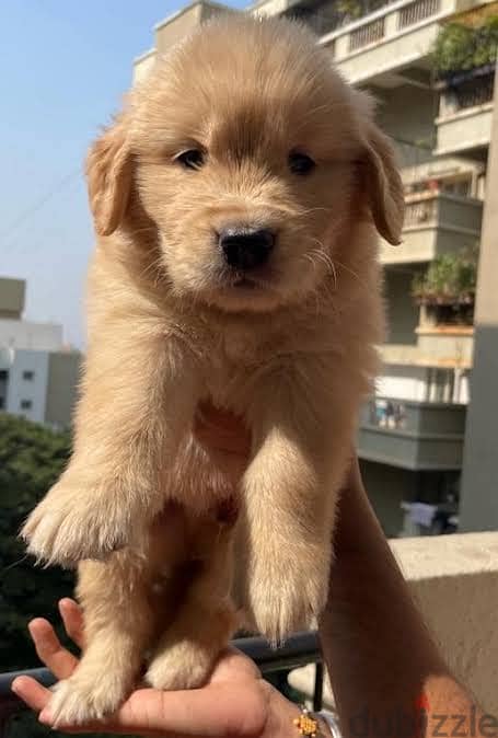 Golden Retriever For Sale 1