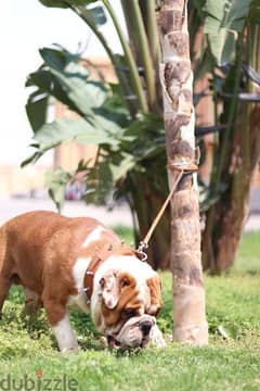 تيخا للزواج. English bulldog 0