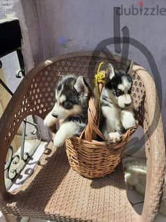 متاح اخر جروين سيبيريان هاسكي ٥٠ يوم husky 0