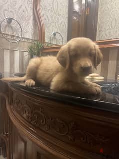 Golden retriever puppy 0