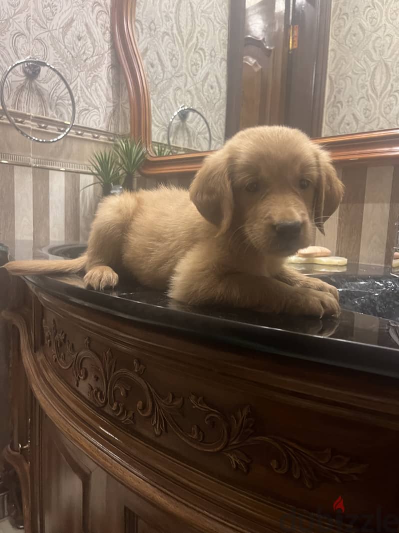 Golden retriever puppy 0