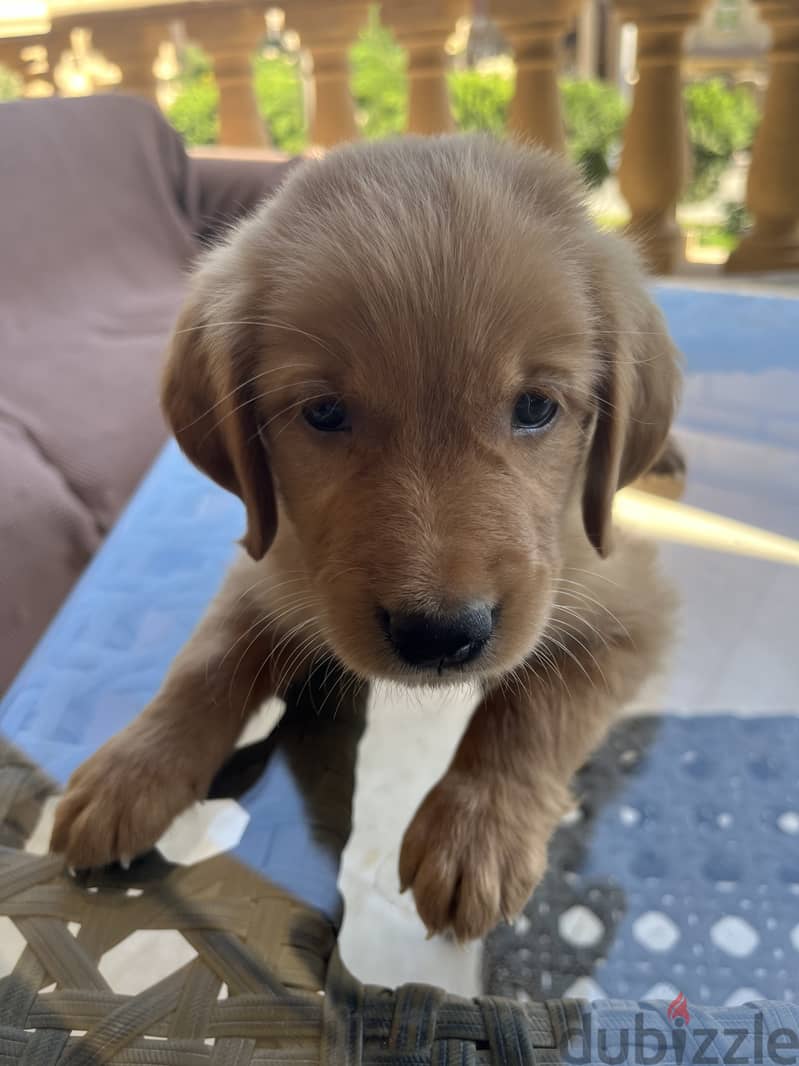 Golden retriever puppy 1