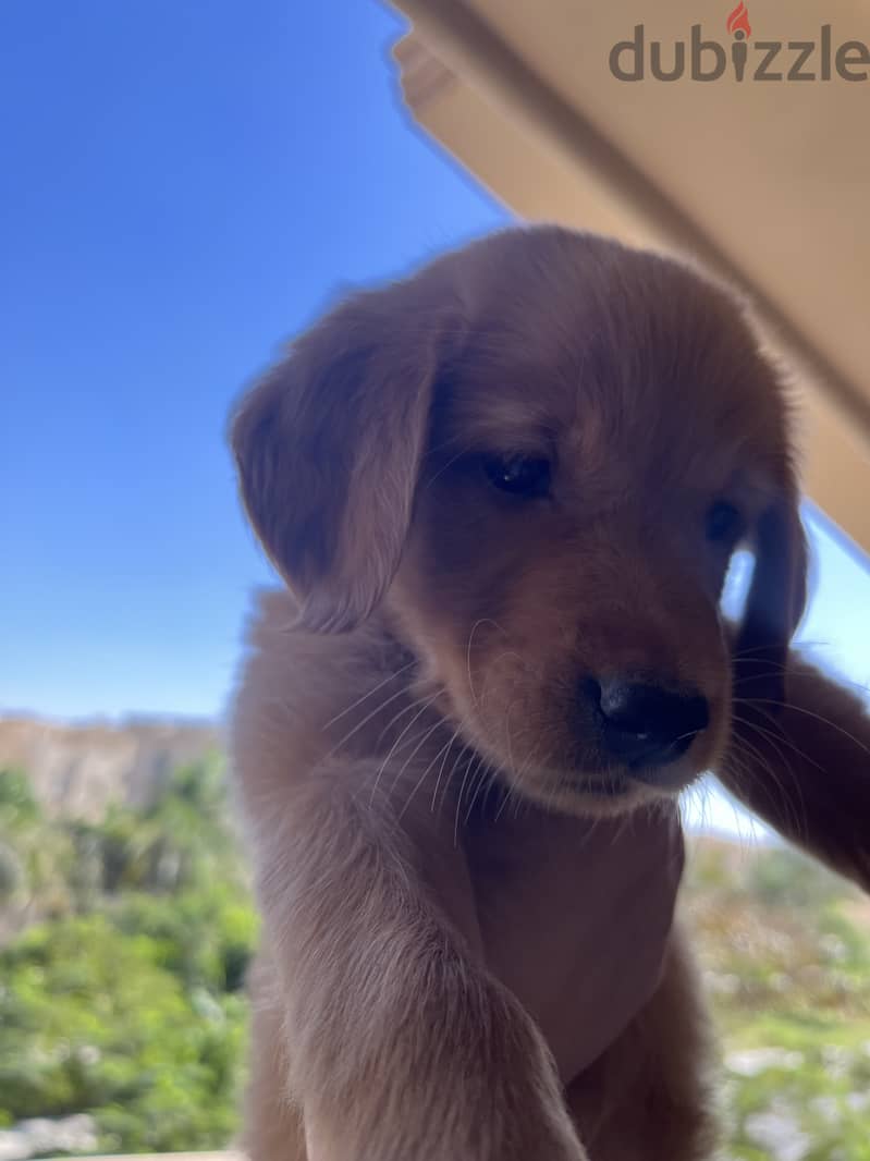 Dark golden retriever puppy 3