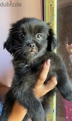 female pikinwa- puppy 50 days old 0