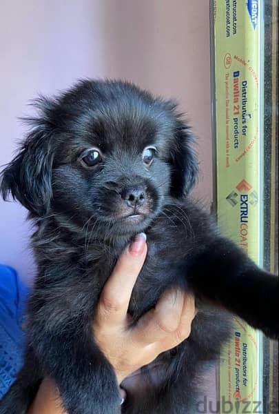 female pikinwa- puppy 50 days old 1