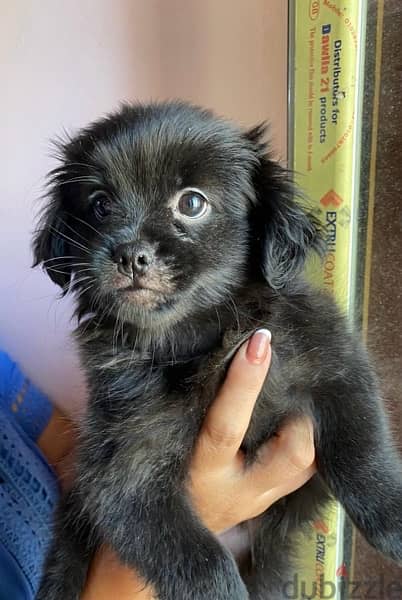 female pikinwa- puppy 50 days old 2