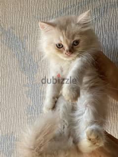 Male Half Bikie Pure Shiraz long hair