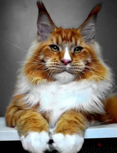 Maine coon cat Male From Russia 0