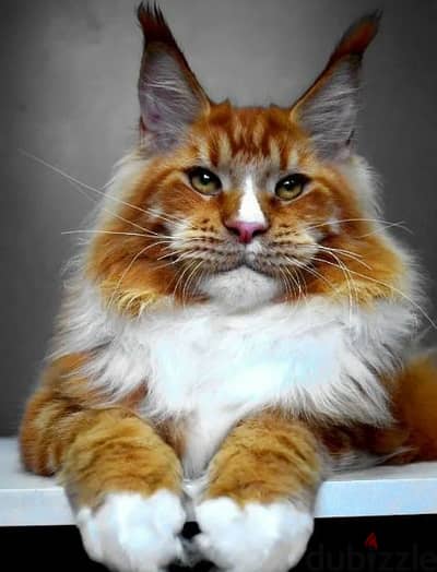 Maine coon cat Male From Russia