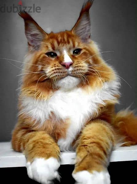 Maine coon cat Male From Russia 1