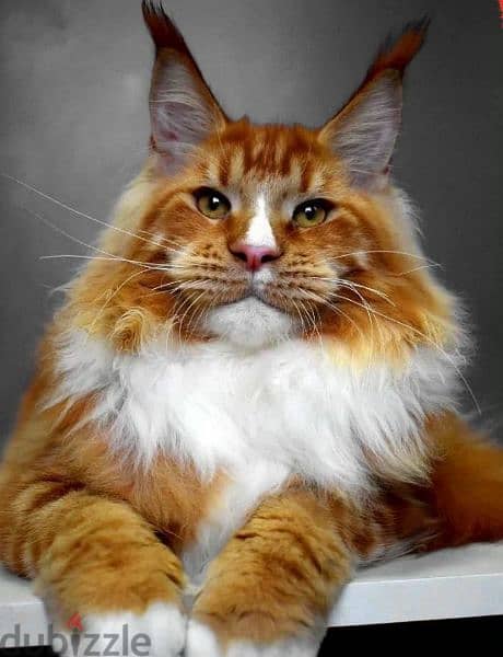 Maine coon cat Male From Russia 2