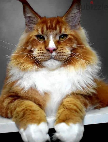 Maine coon cat Male From Russia 3